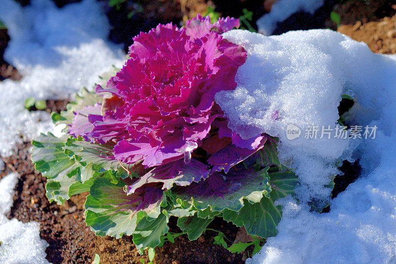 冬季雪中的植物:甘蓝var. Acephala /装饰甘蓝和羽衣甘蓝